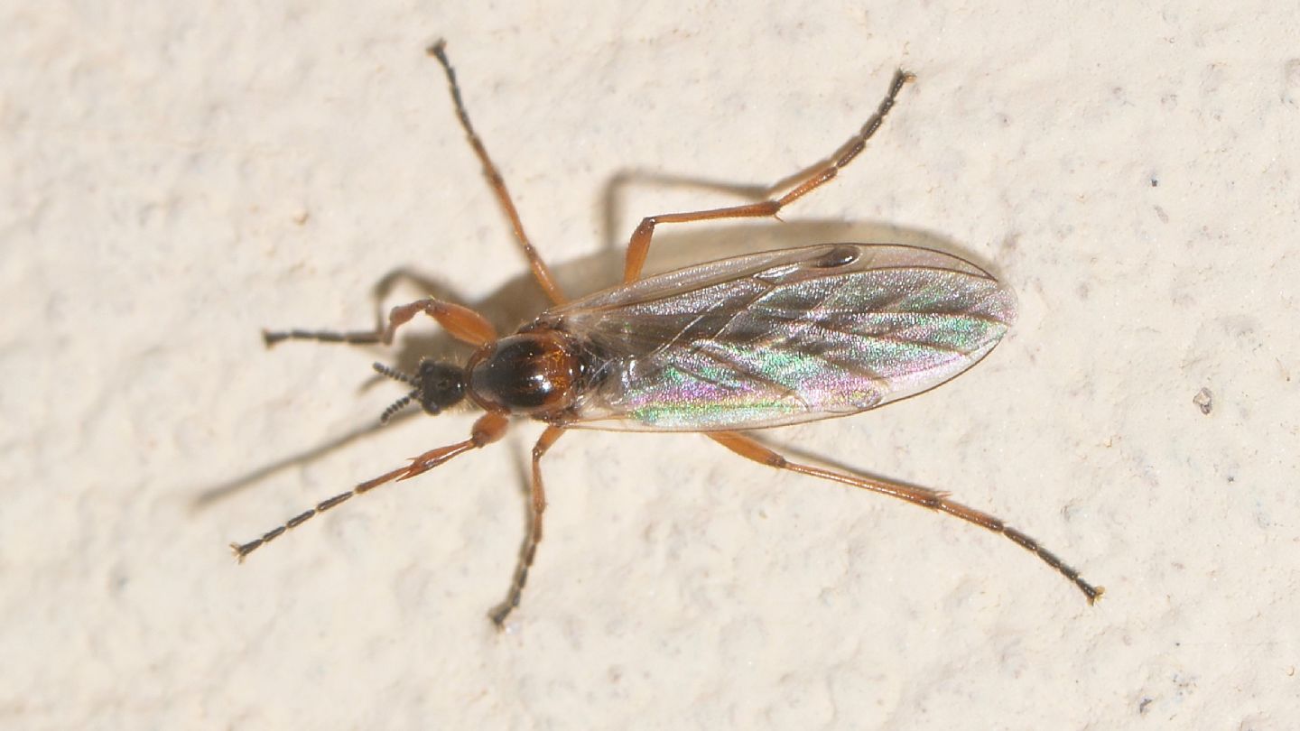 Bibionidae:  Bibio sp., femmina