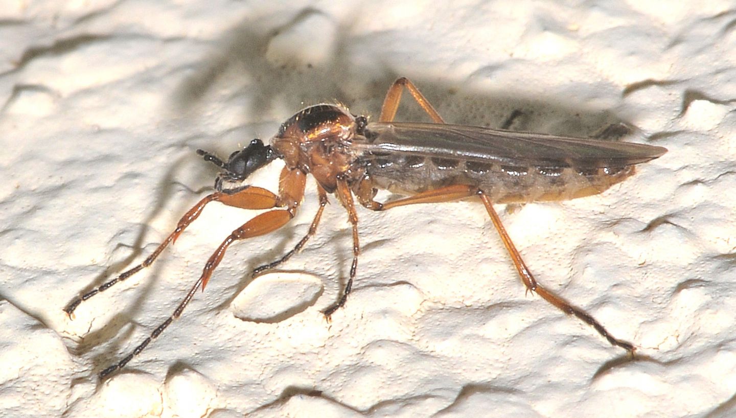 Bibionidae:  Bibio sp., femmina