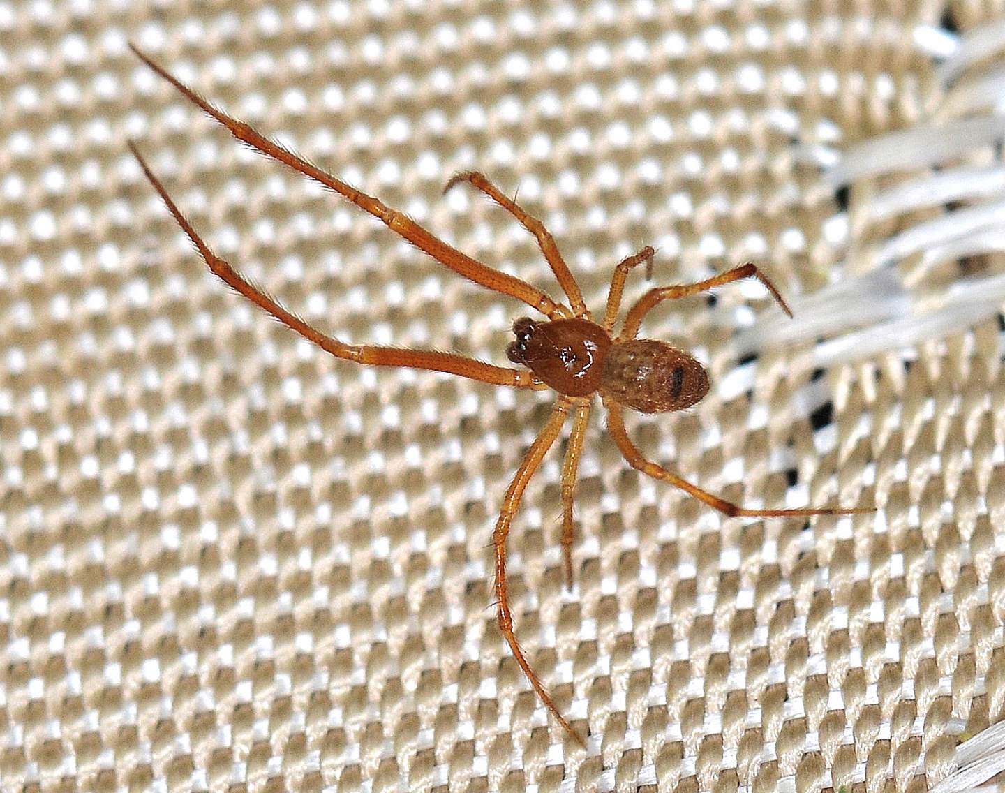 Parasteatoda sp., maschio - Bannio Anzino (VCO)