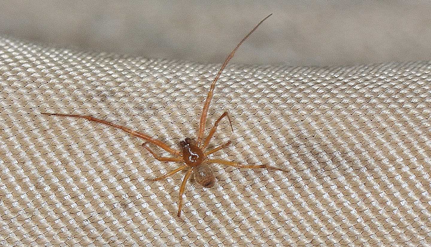 Parasteatoda sp., maschio - Bannio Anzino (VCO)