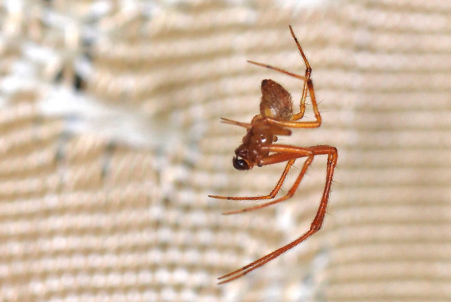 Parasteatoda sp., maschio - Bannio Anzino (VCO)