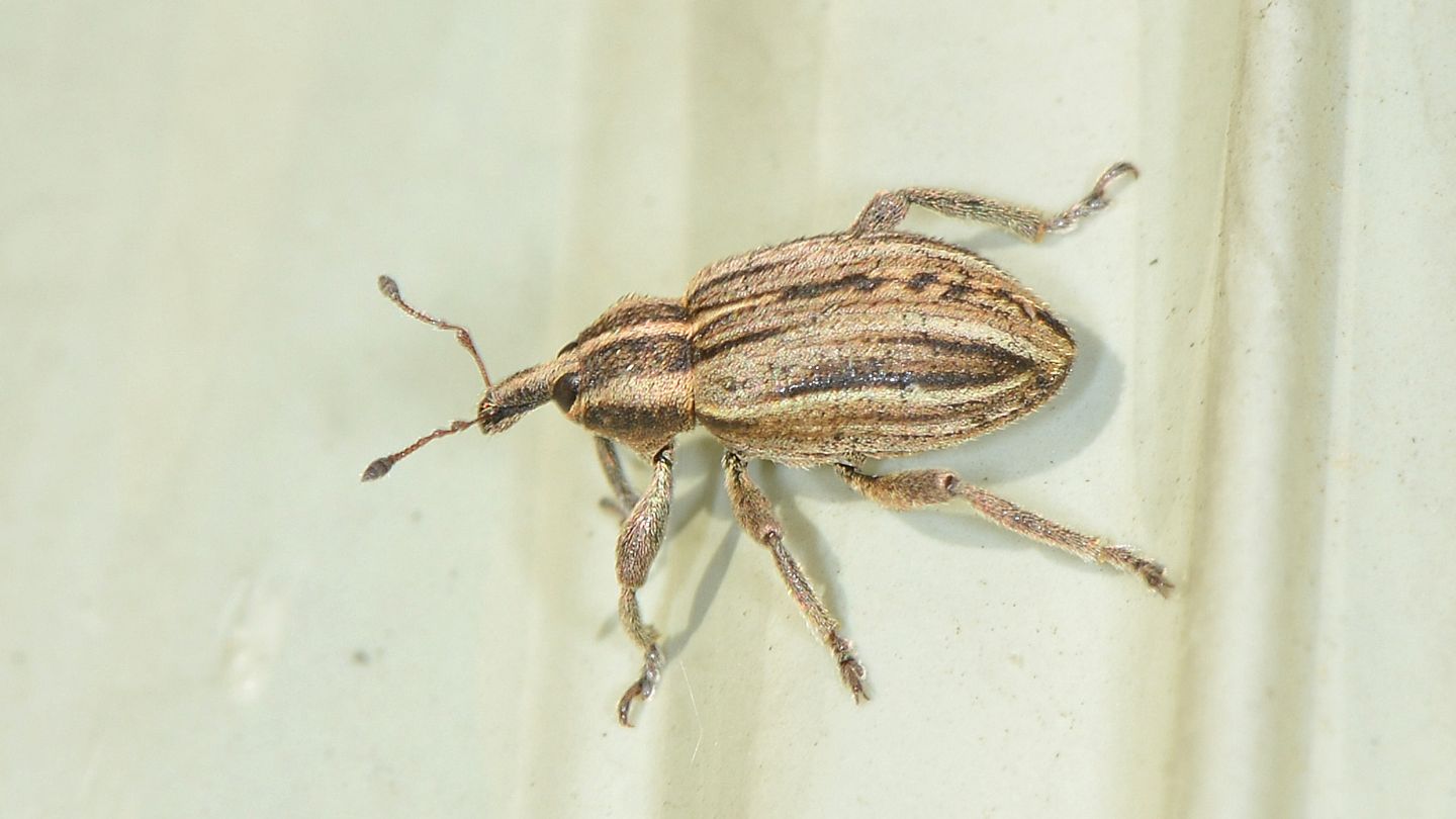 Curculionidae pre-natalizio: Hypera arator