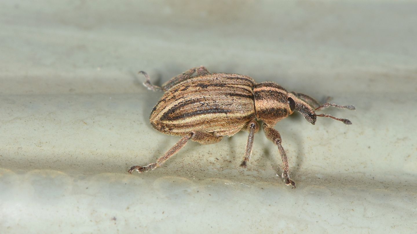 Curculionidae pre-natalizio: Hypera arator