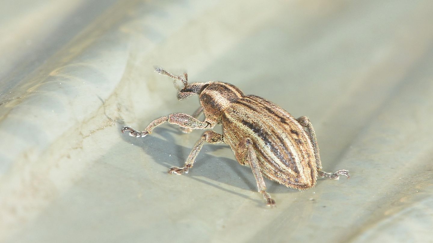 Curculionidae pre-natalizio: Hypera arator