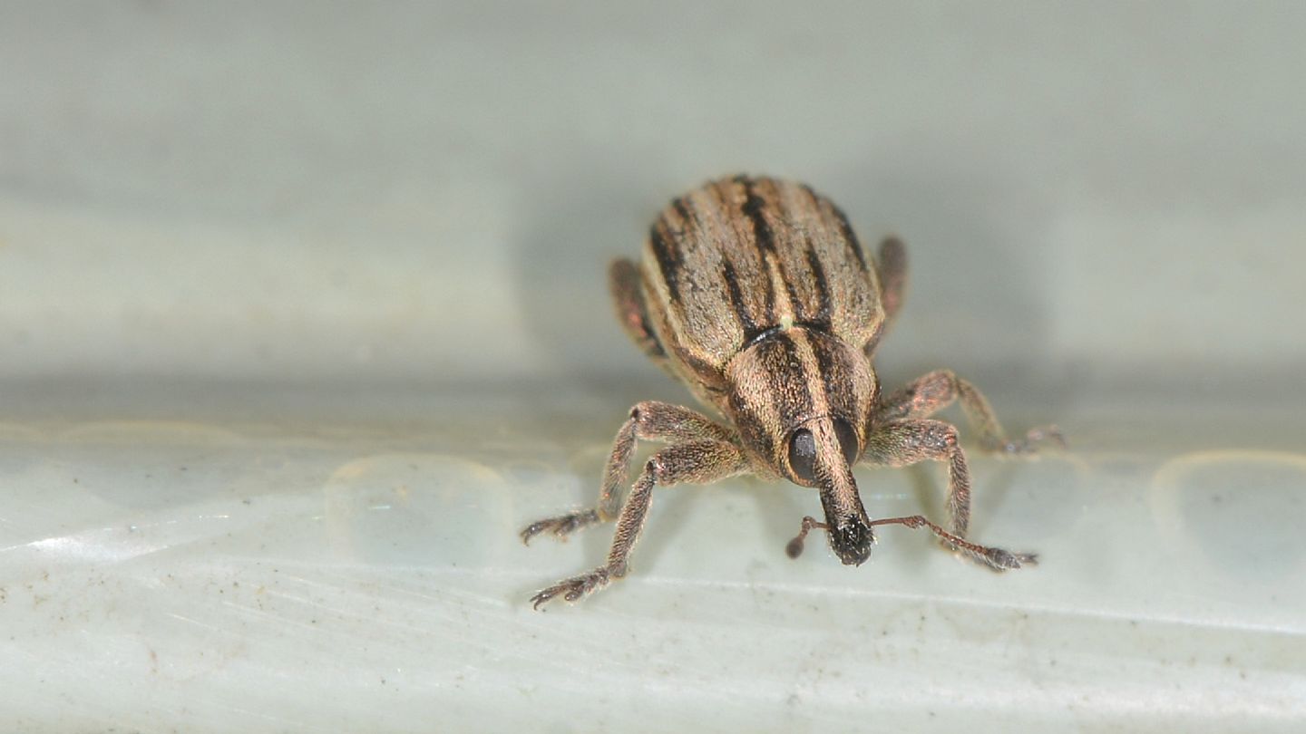 Curculionidae pre-natalizio: Hypera arator