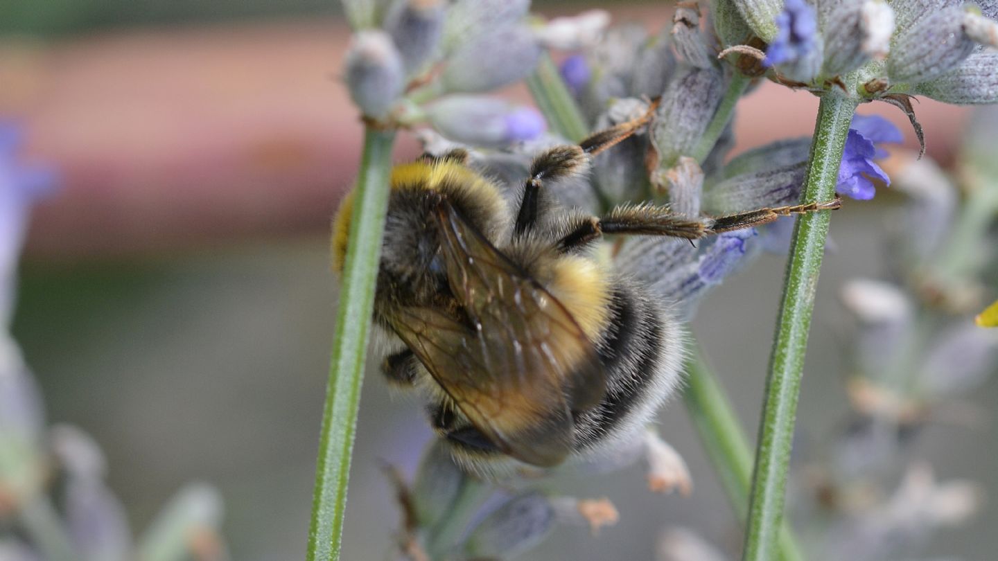 quale Bombus ? ... Bombus sp.