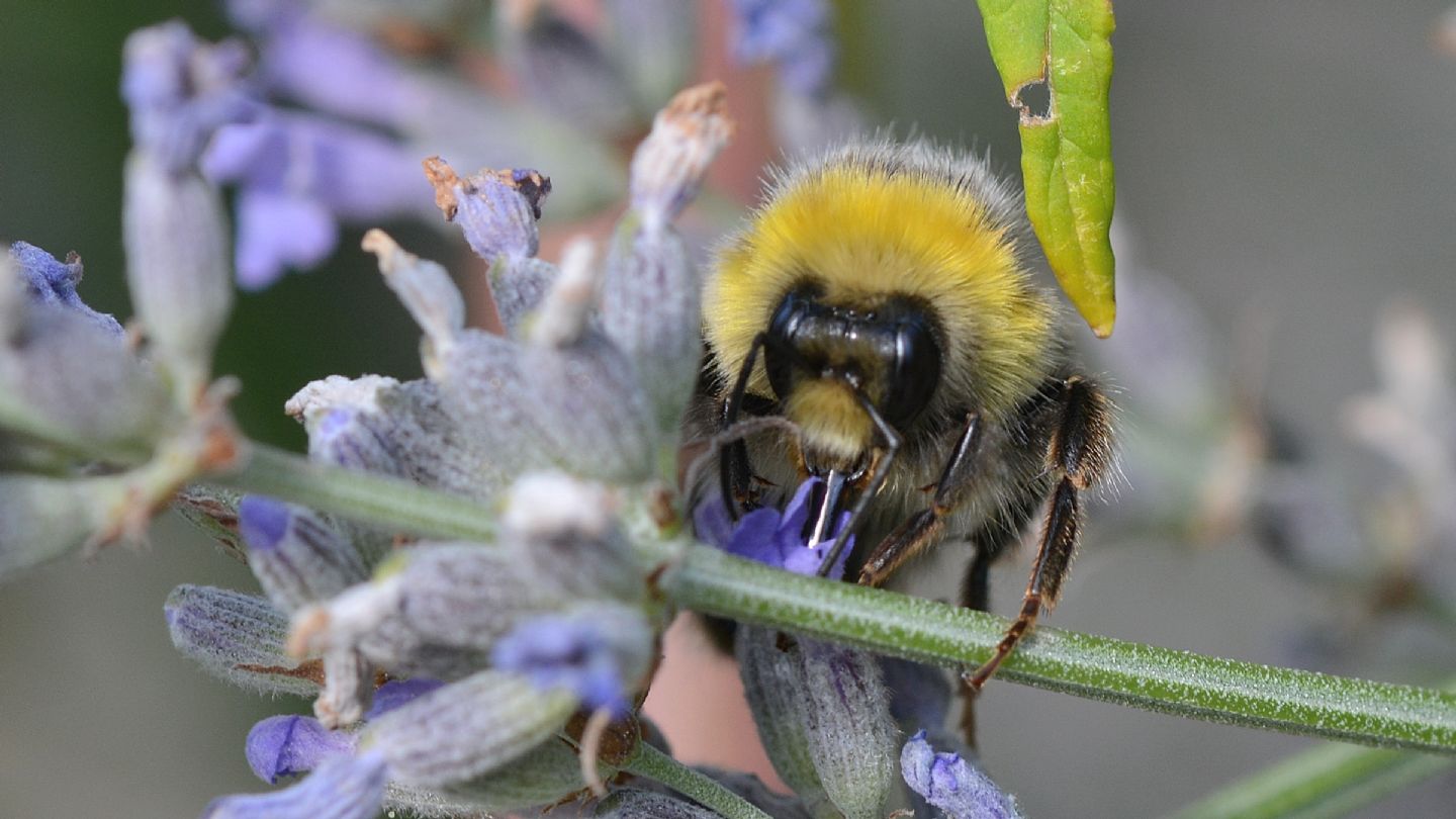 quale Bombus ? ... Bombus sp.