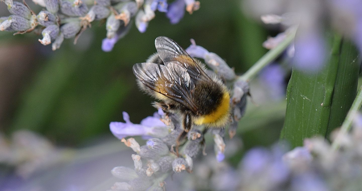 quale Bombus ? ... Bombus sp.