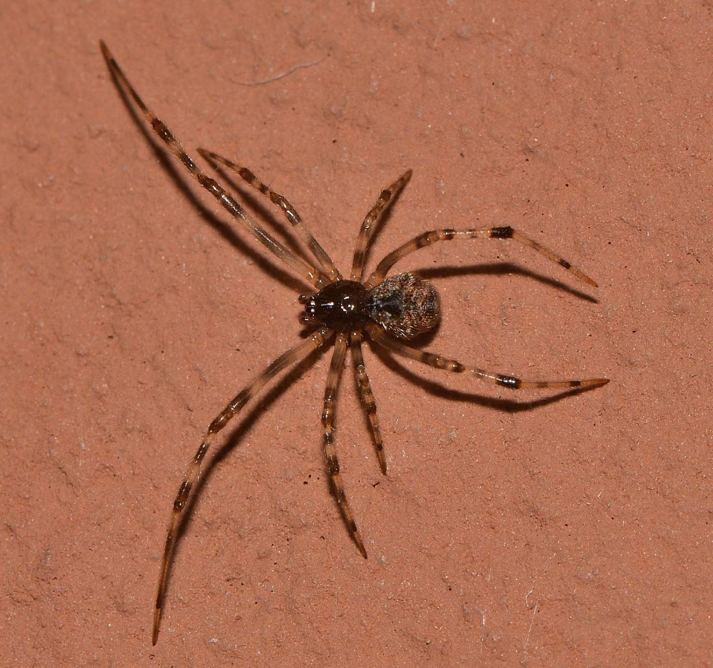 Theridiidae: Parasteatoda tepidariorum - Mediglia (MI)