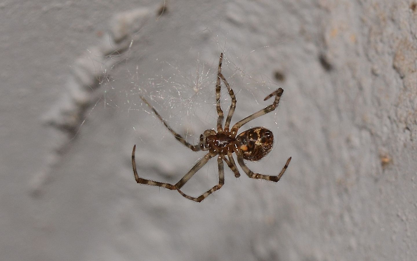 Theridiidae: Parasteatoda tepidariorum - Mediglia (MI)