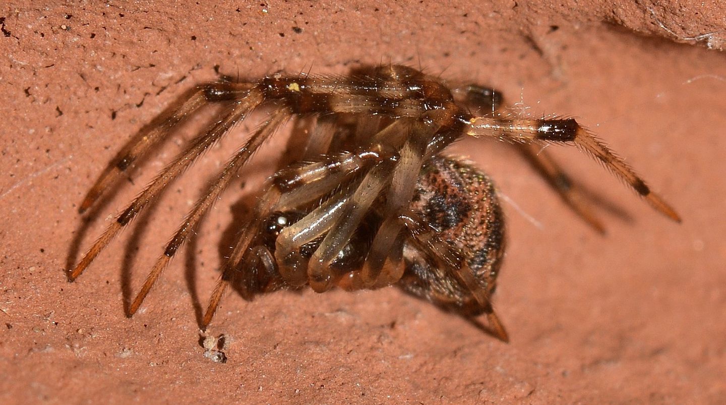 Theridiidae: Parasteatoda tepidariorum - Mediglia (MI)