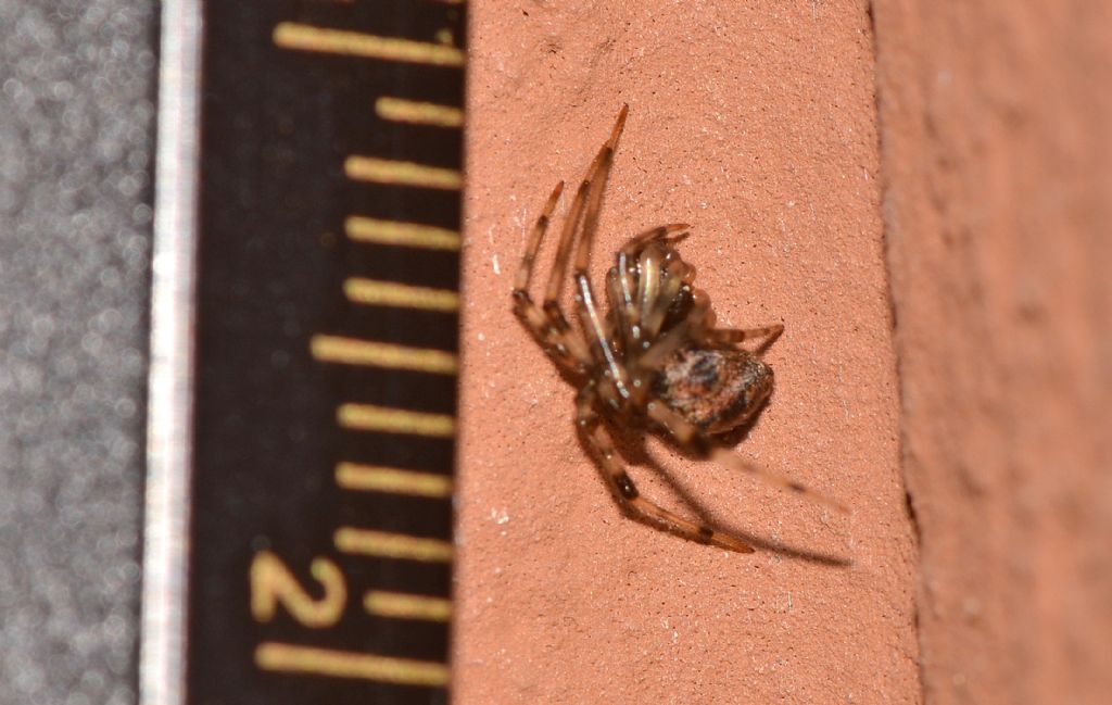 Theridiidae: Parasteatoda tepidariorum - Mediglia (MI)