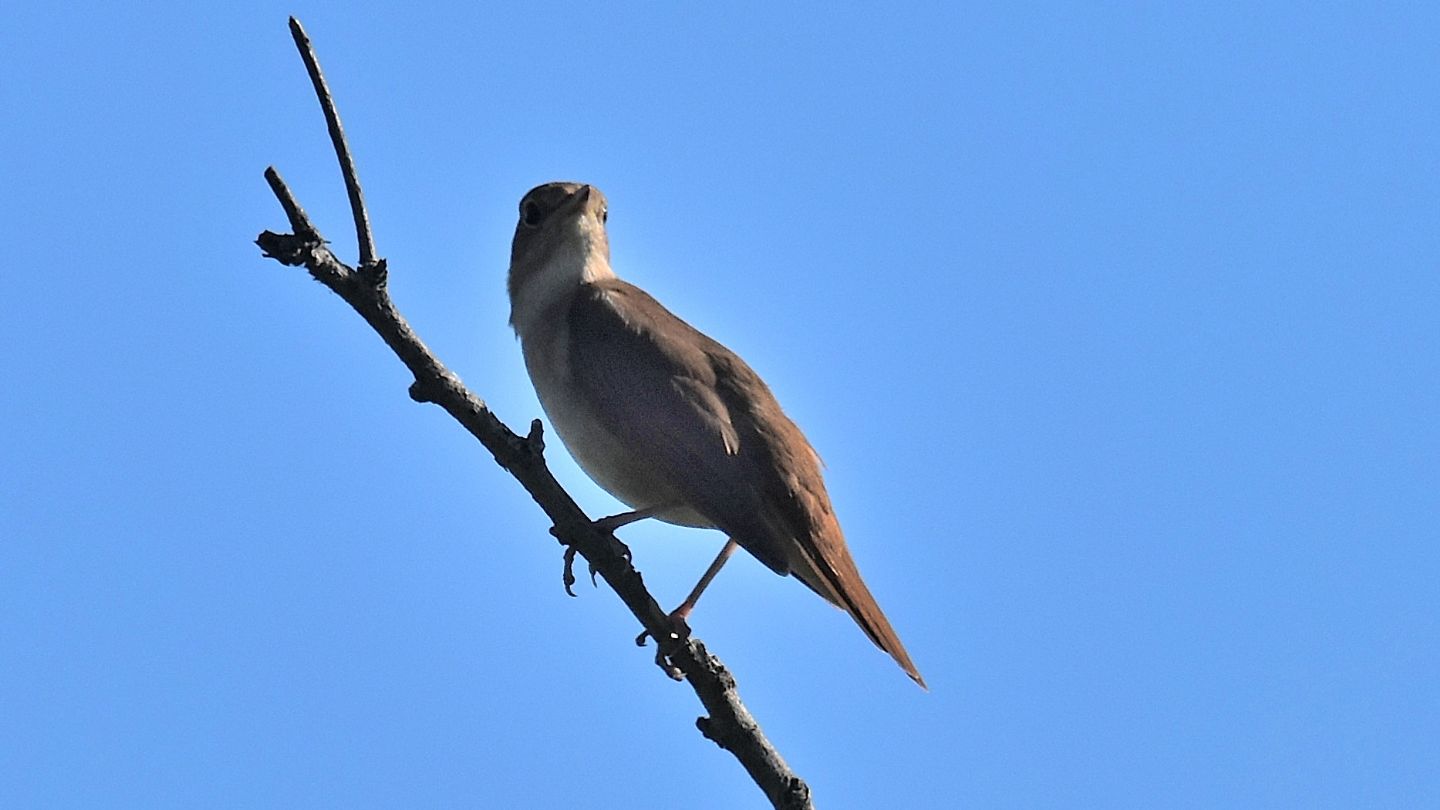 Usignolo  (Luscinia megarhynchos)