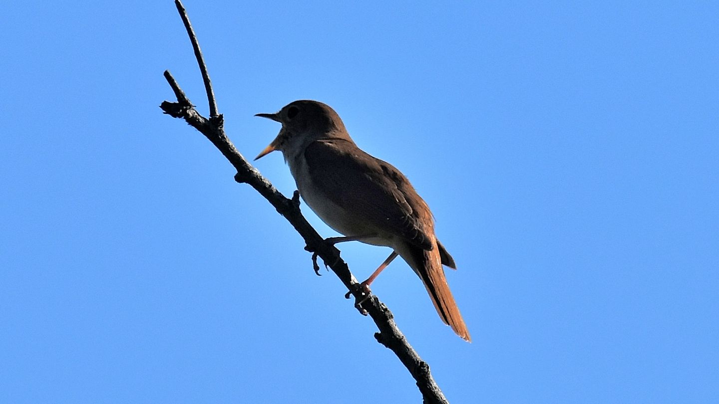 Usignolo  (Luscinia megarhynchos)