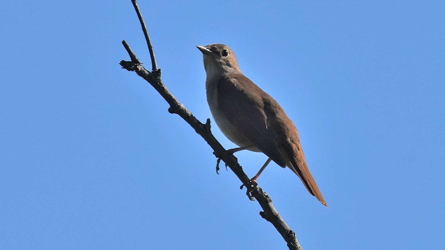 Usignolo  (Luscinia megarhynchos)