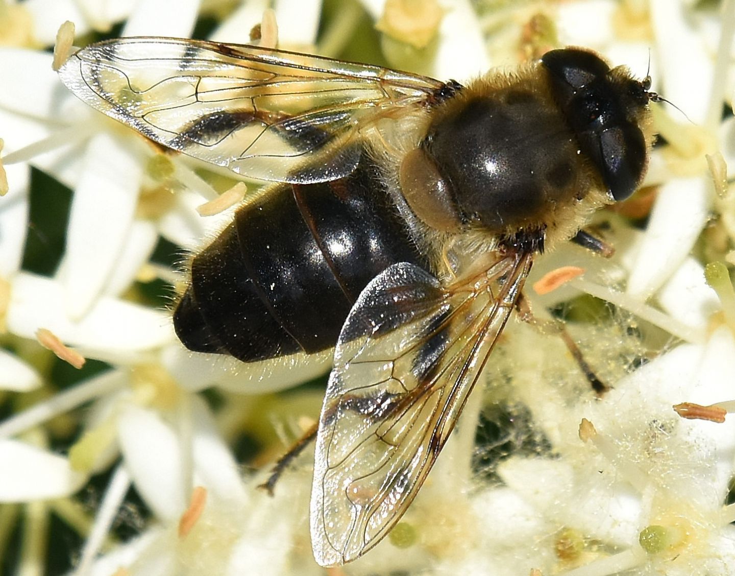 Syrphidae: Eristalis tenax, femmina