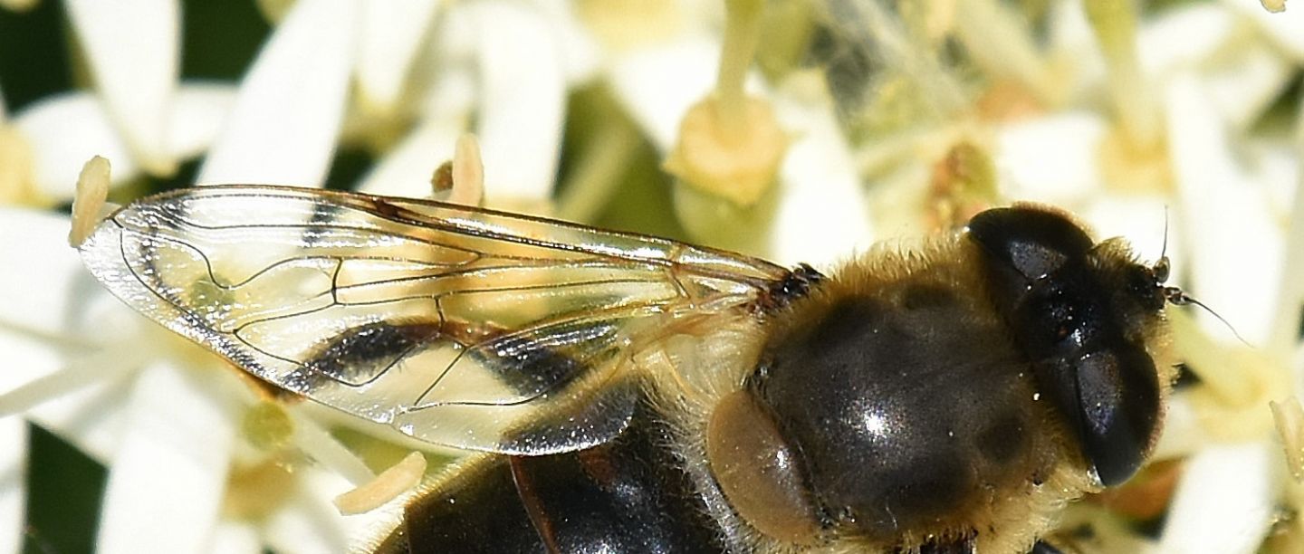 Syrphidae: Eristalis tenax, femmina