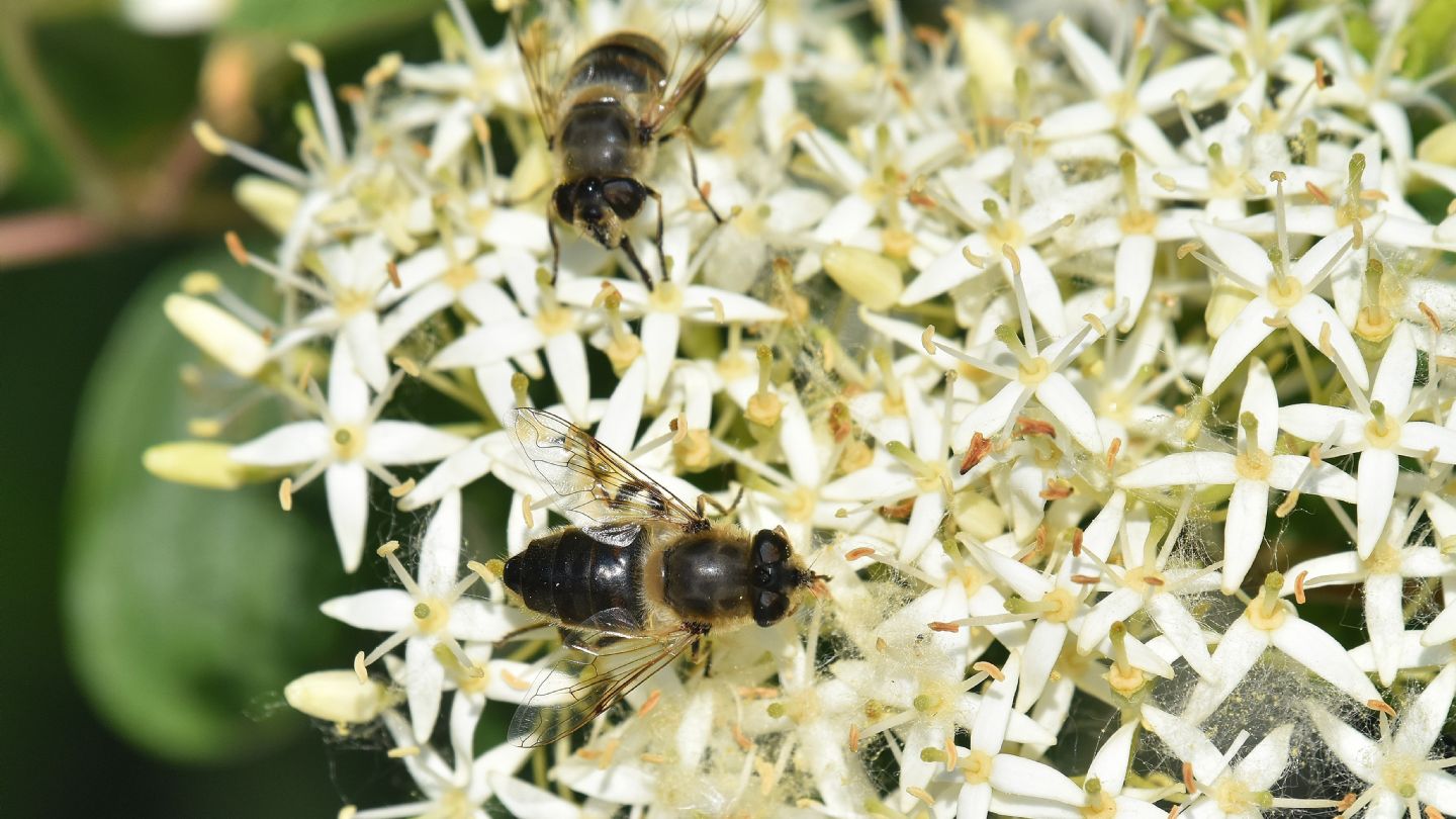 Syrphidae: Eristalis tenax, femmina