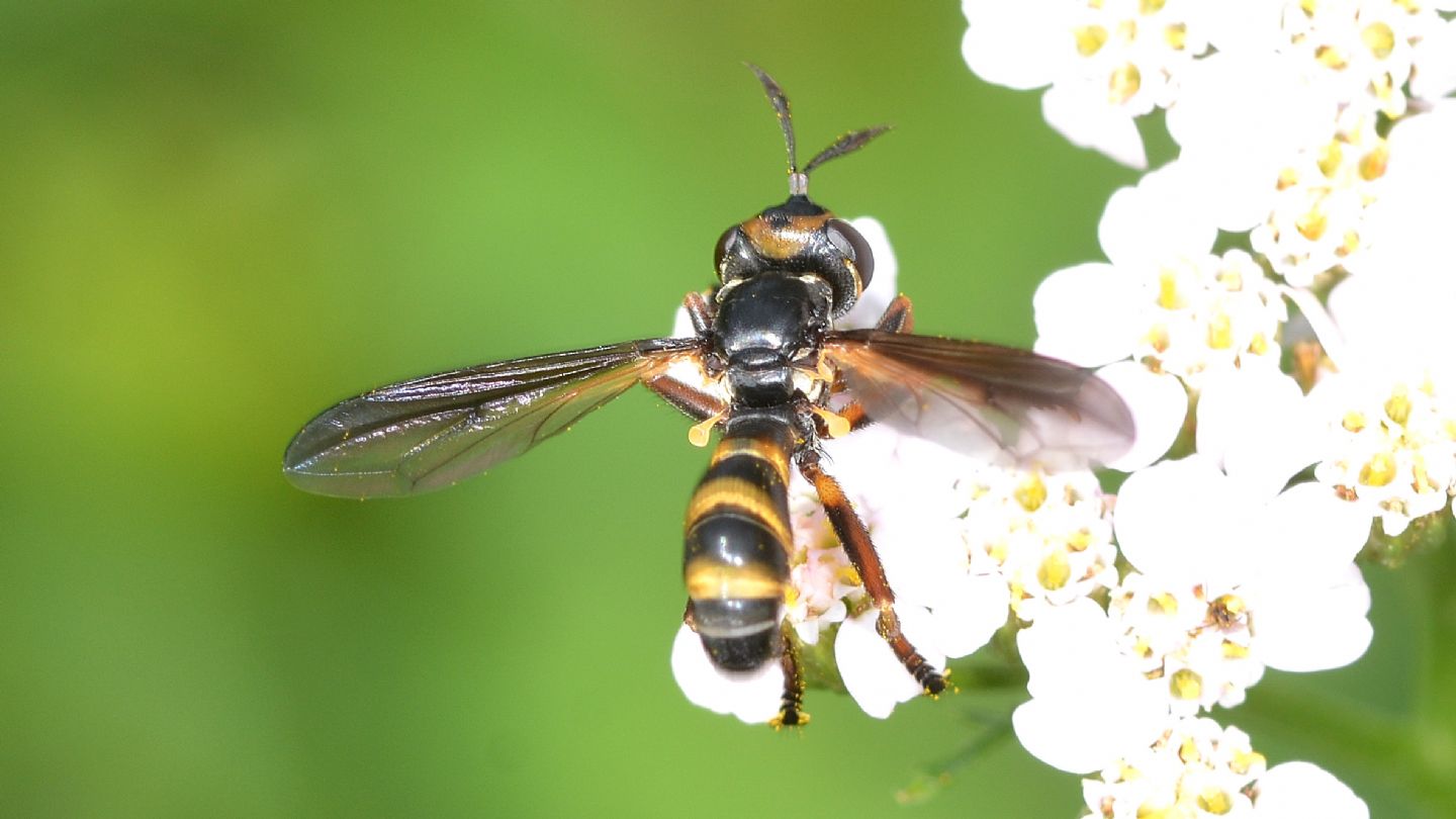 Conopidae:  Conops sp.