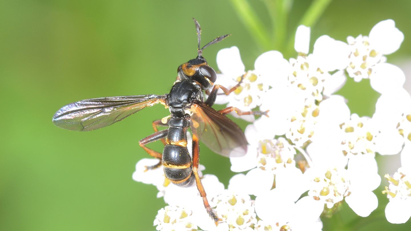 Conopidae:  Conops sp.