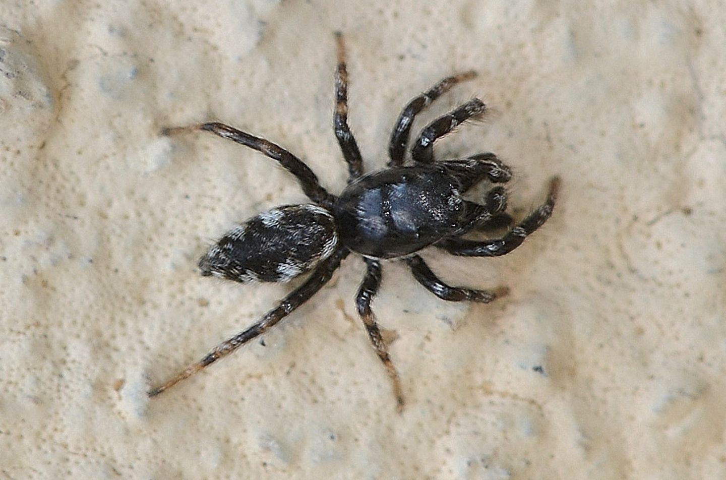 Salticus cingulatus ?...  Salticus sp.  Bannio Anzino (VCO)