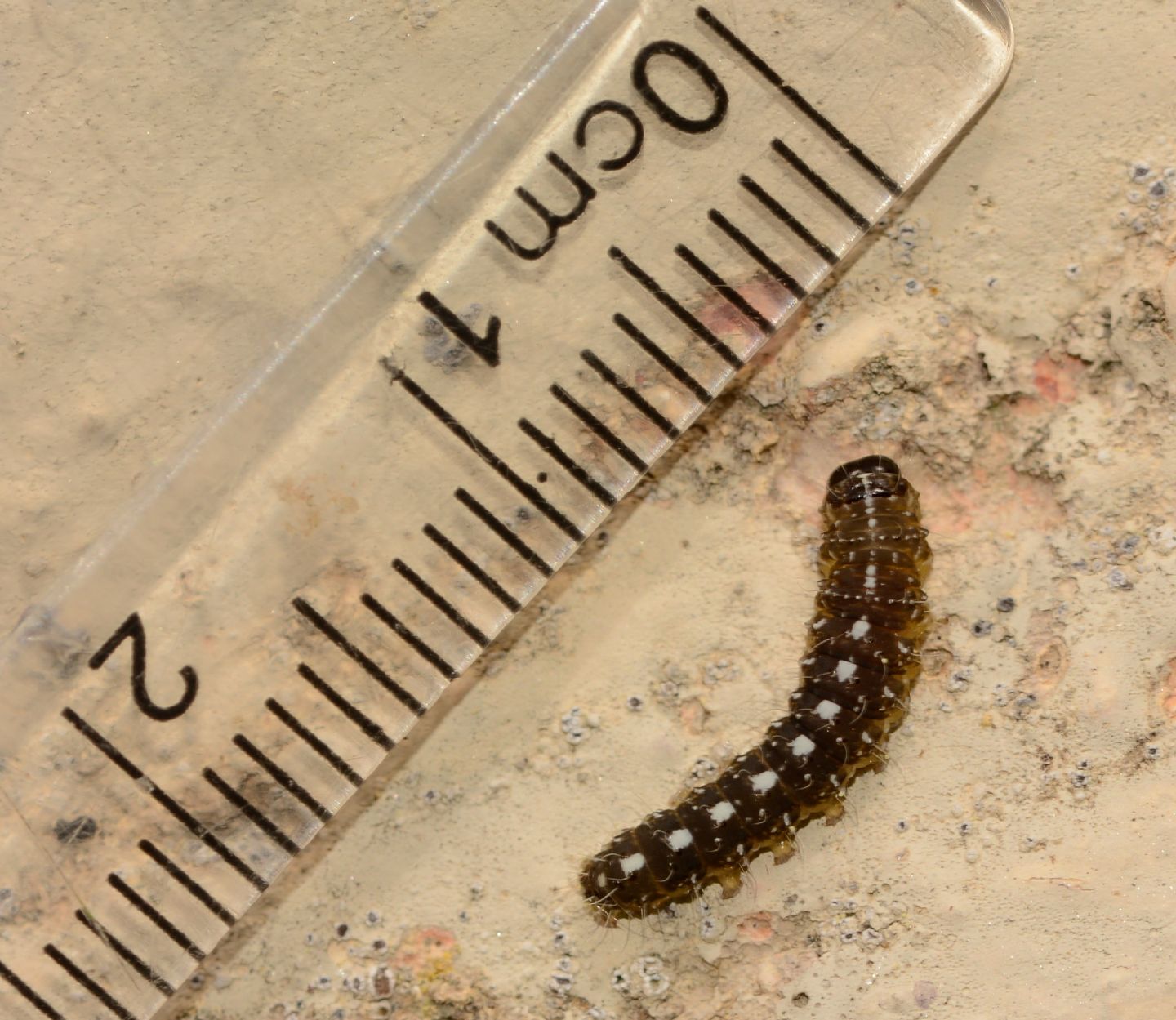 Larva da id: Nyctobrya (Bryopsis) muralis - Noctuidae