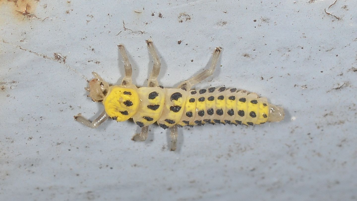 Larva di coccinella: Halyzia sedecimguttata