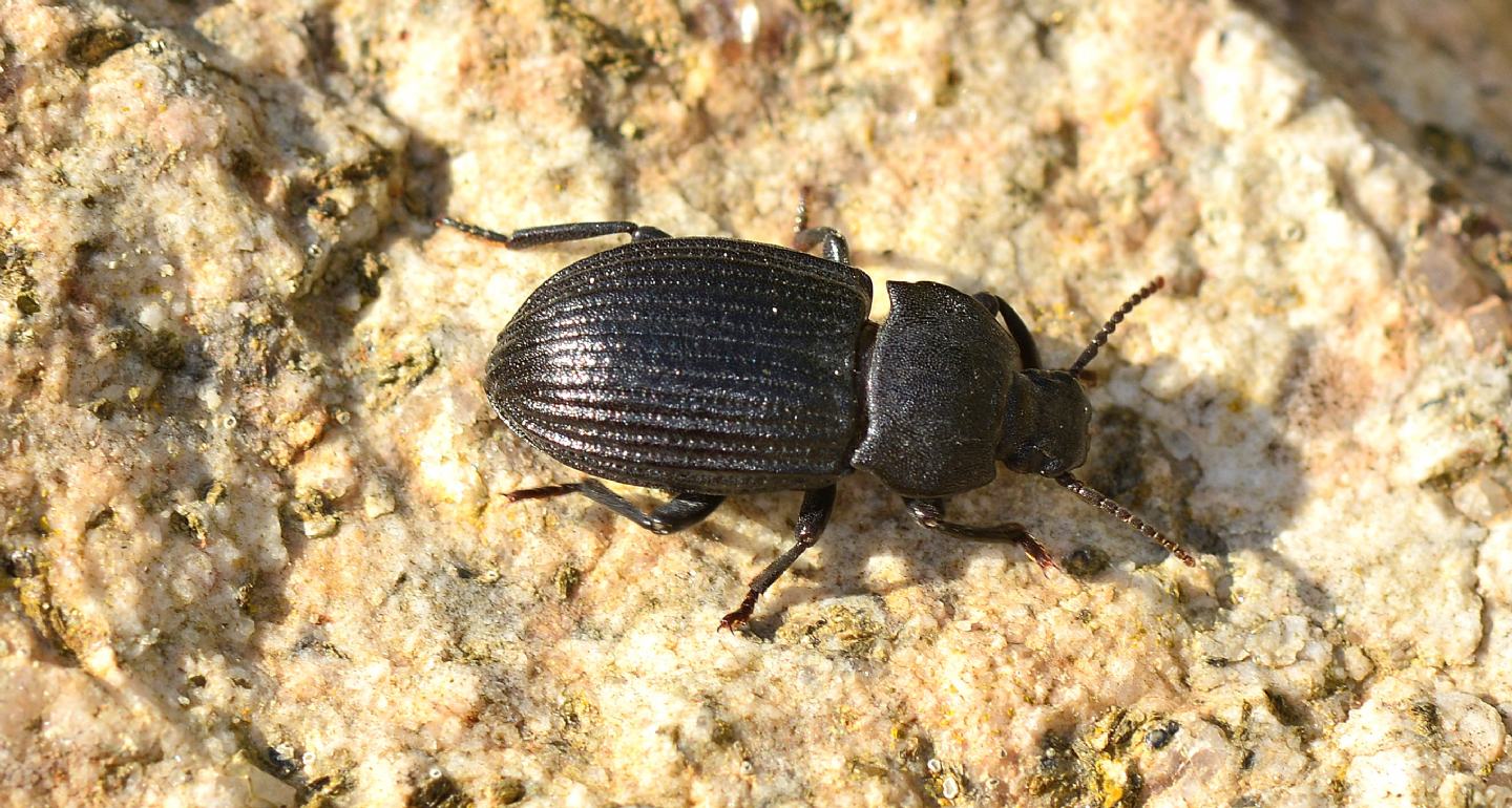 Dal Giglio: Tenebrionidae: Dendarus tristis