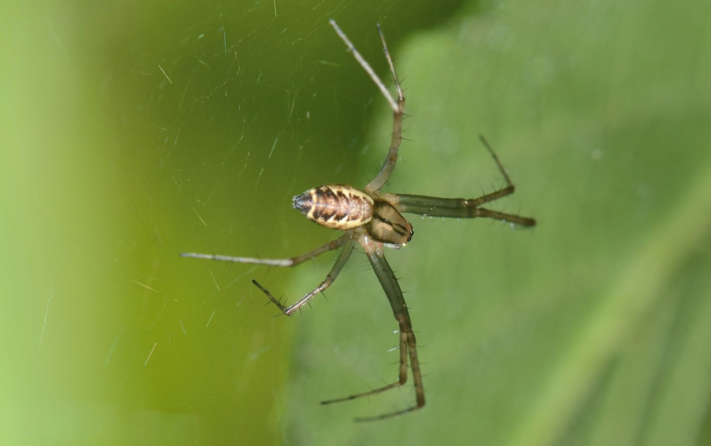 Linyphia triangularis - Bannio Anzino (VCO)