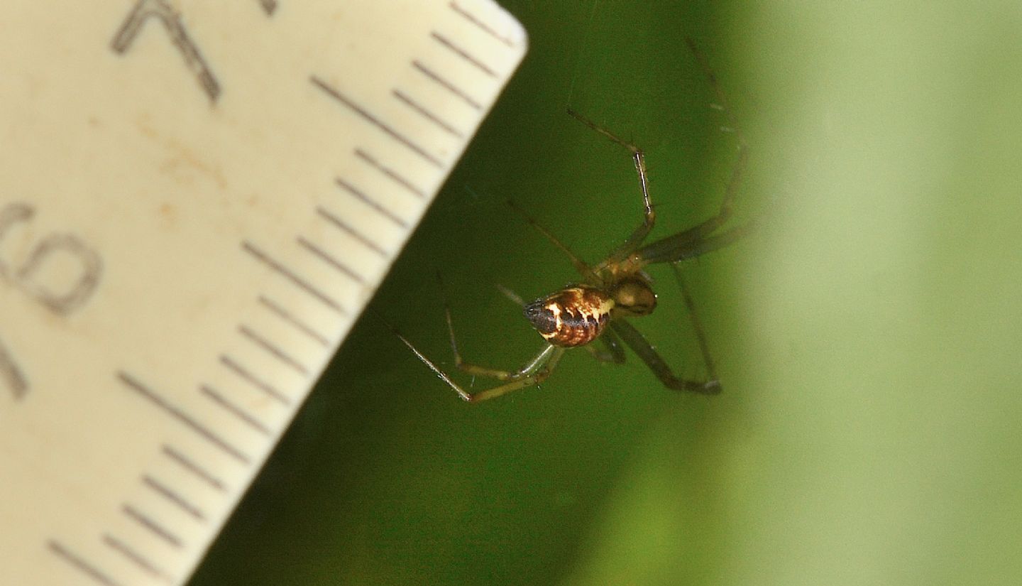 Linyphia triangularis - Bannio Anzino (VCO)