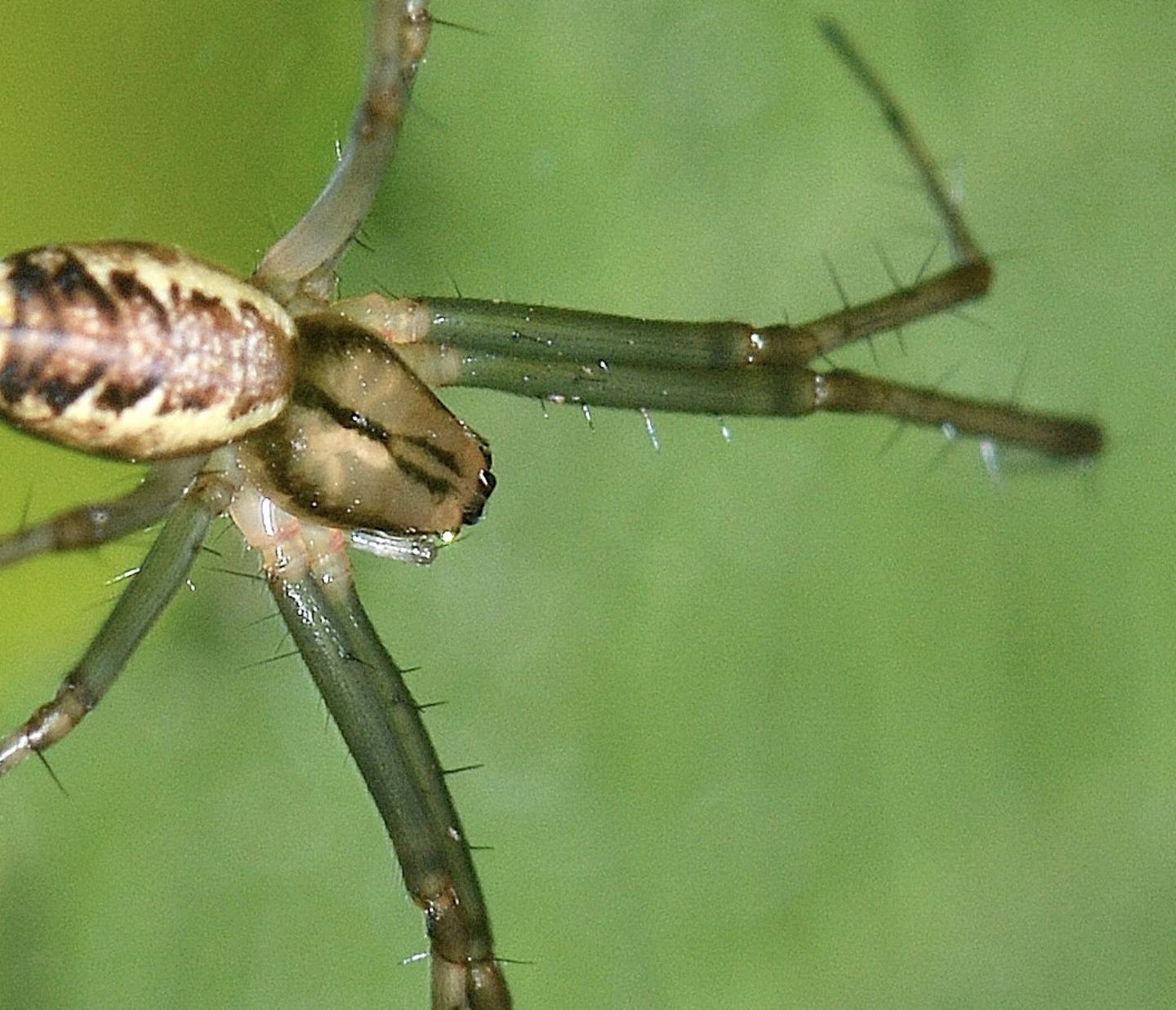 Linyphia triangularis - Bannio Anzino (VCO)