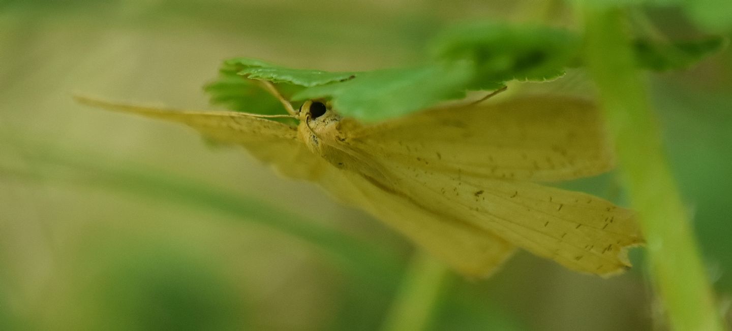 farfalla nascosta: Angerona prunaria - Geometridae