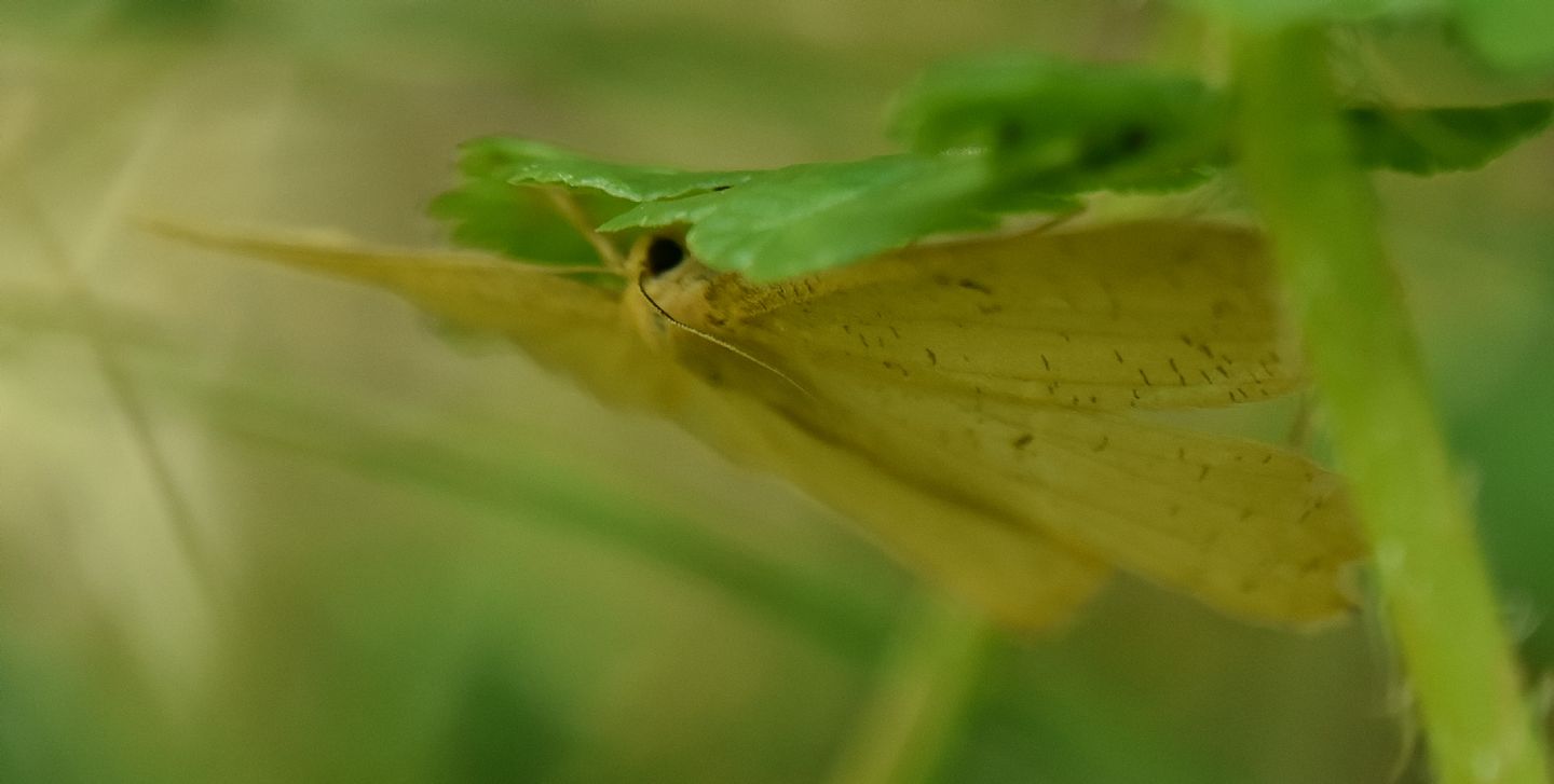 farfalla nascosta: Angerona prunaria - Geometridae