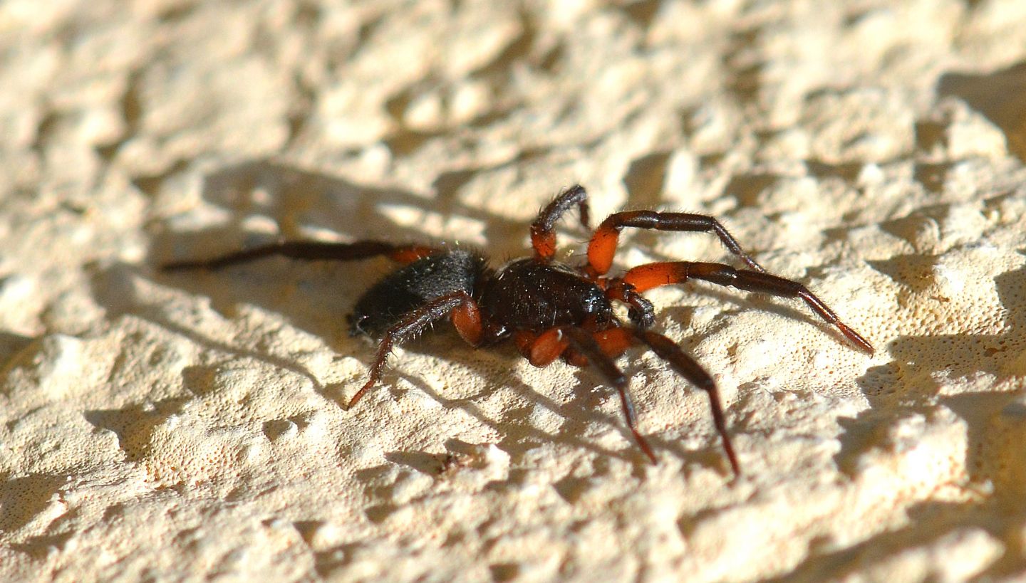 Gnaphosa bicolor - Bannio Anzino (VCO)