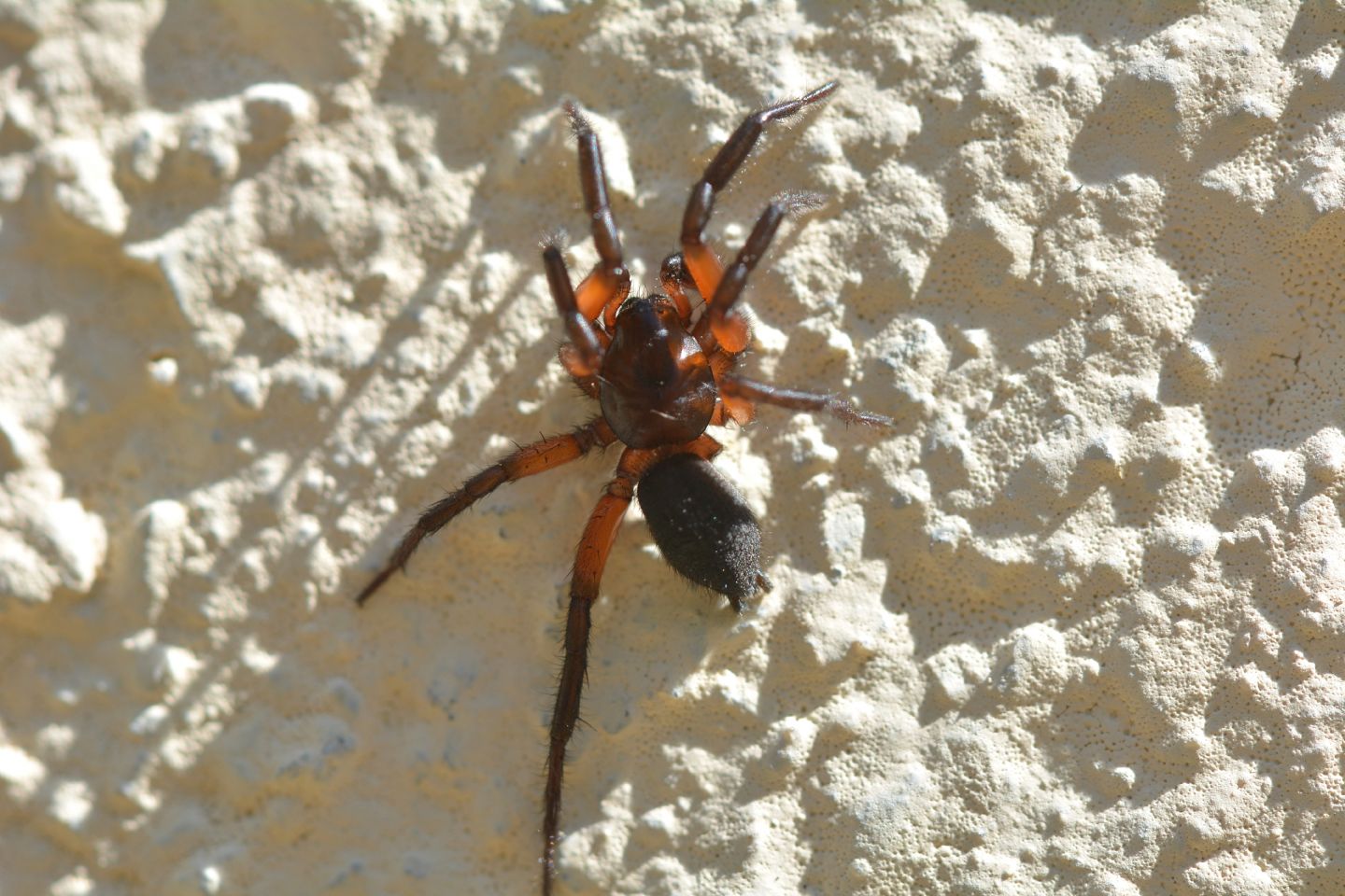 Gnaphosa bicolor - Bannio Anzino (VCO)