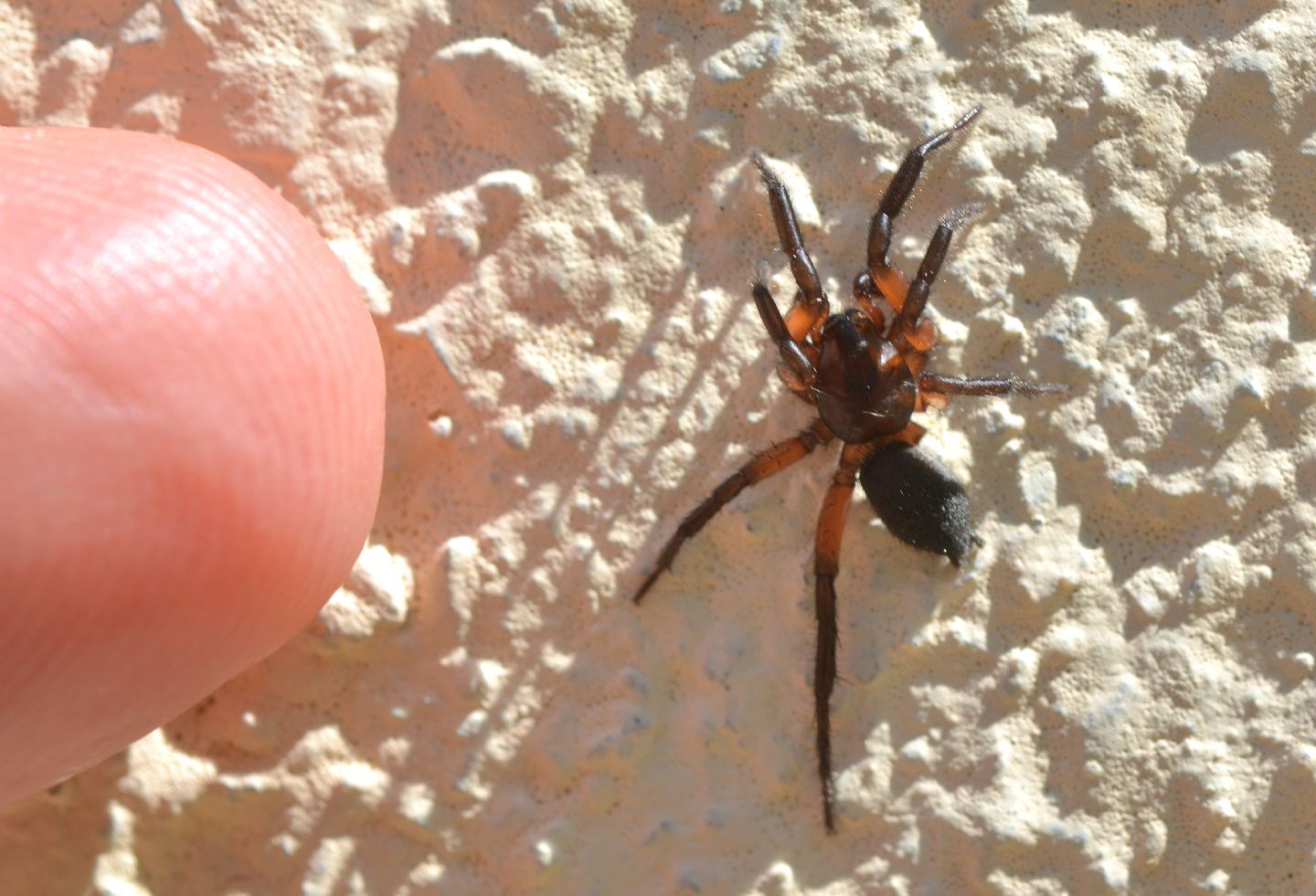 Gnaphosa bicolor - Bannio Anzino (VCO)