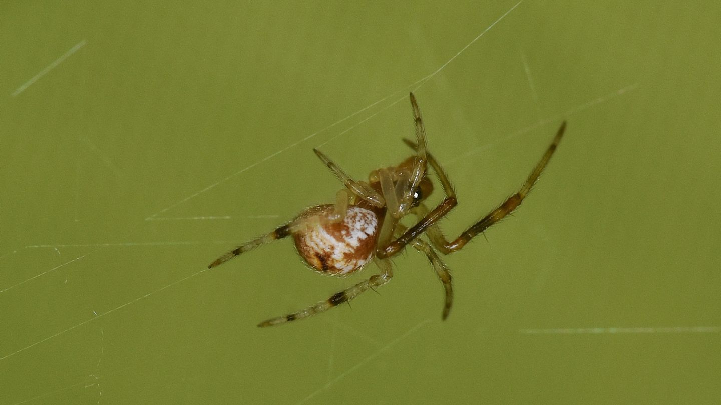 Parasteatoda lunata, maschio immaturo - Ghisonaccia (Corsica)