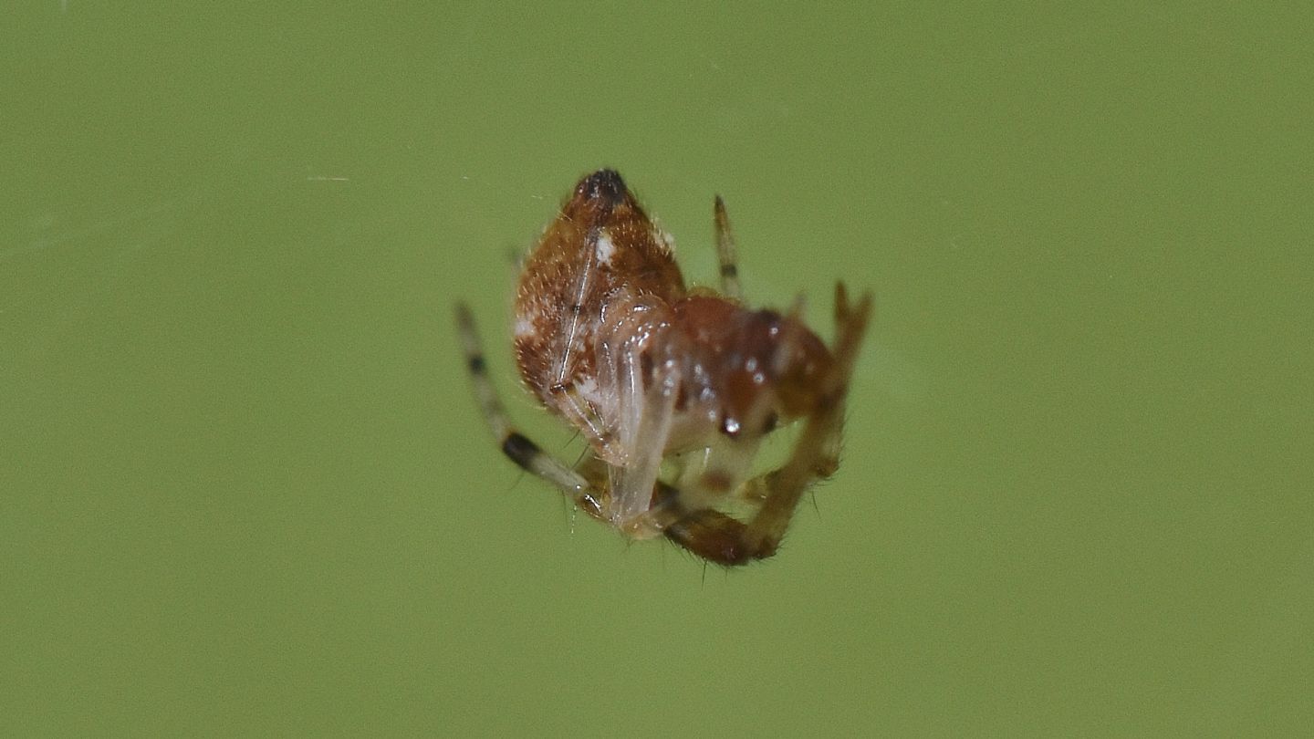 Parasteatoda lunata, maschio immaturo - Ghisonaccia (Corsica)