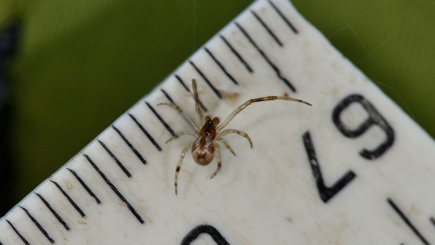 Parasteatoda lunata, maschio immaturo - Ghisonaccia (Corsica)