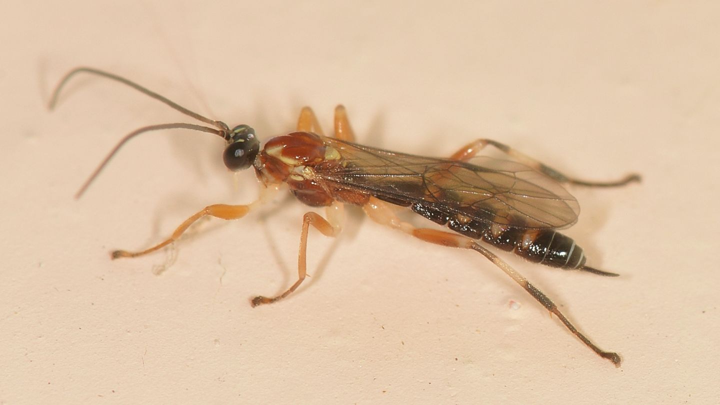 Ichneumonidae ?  S, Zatypota sp.