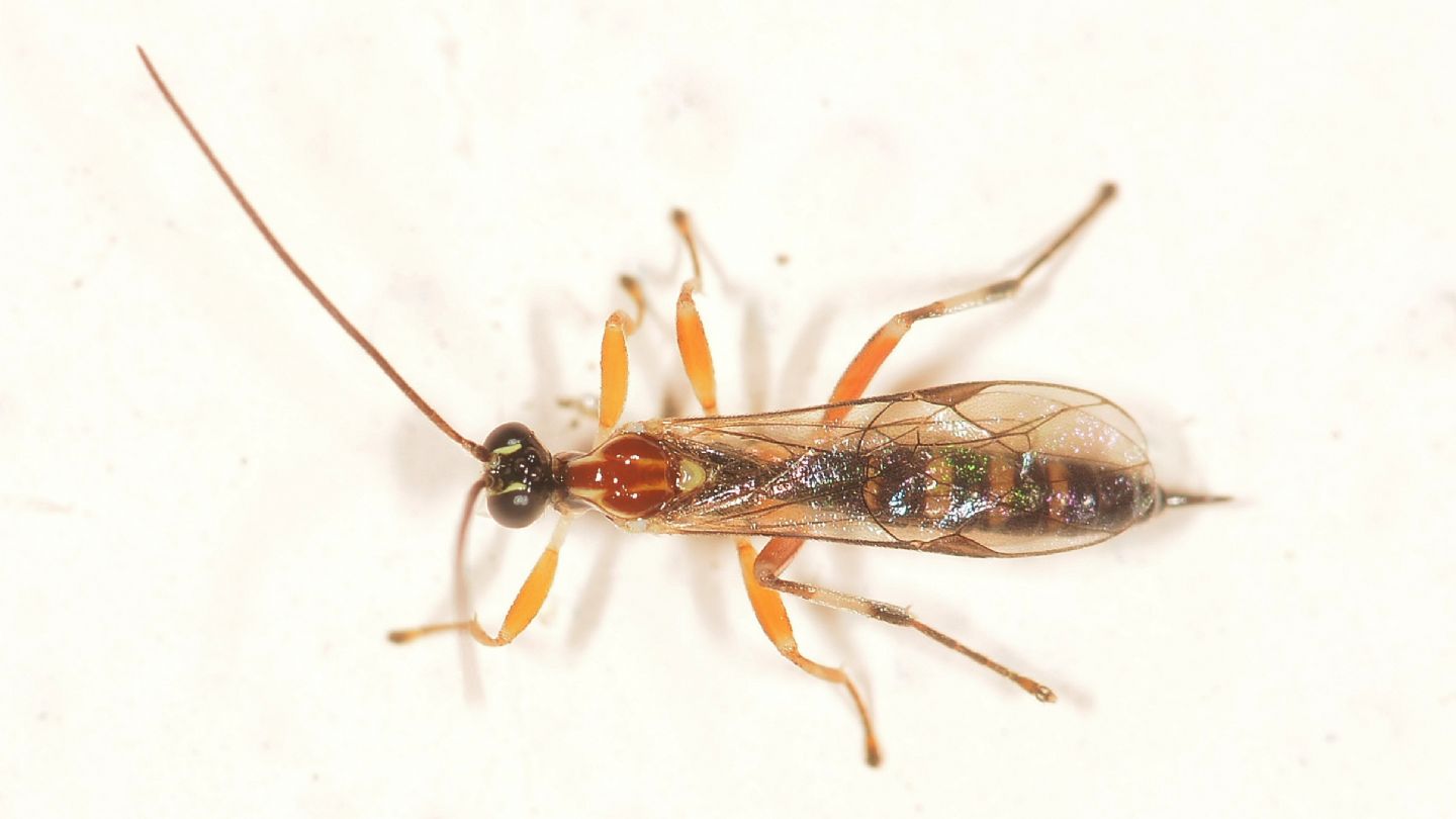 Ichneumonidae ?  S, Zatypota sp.