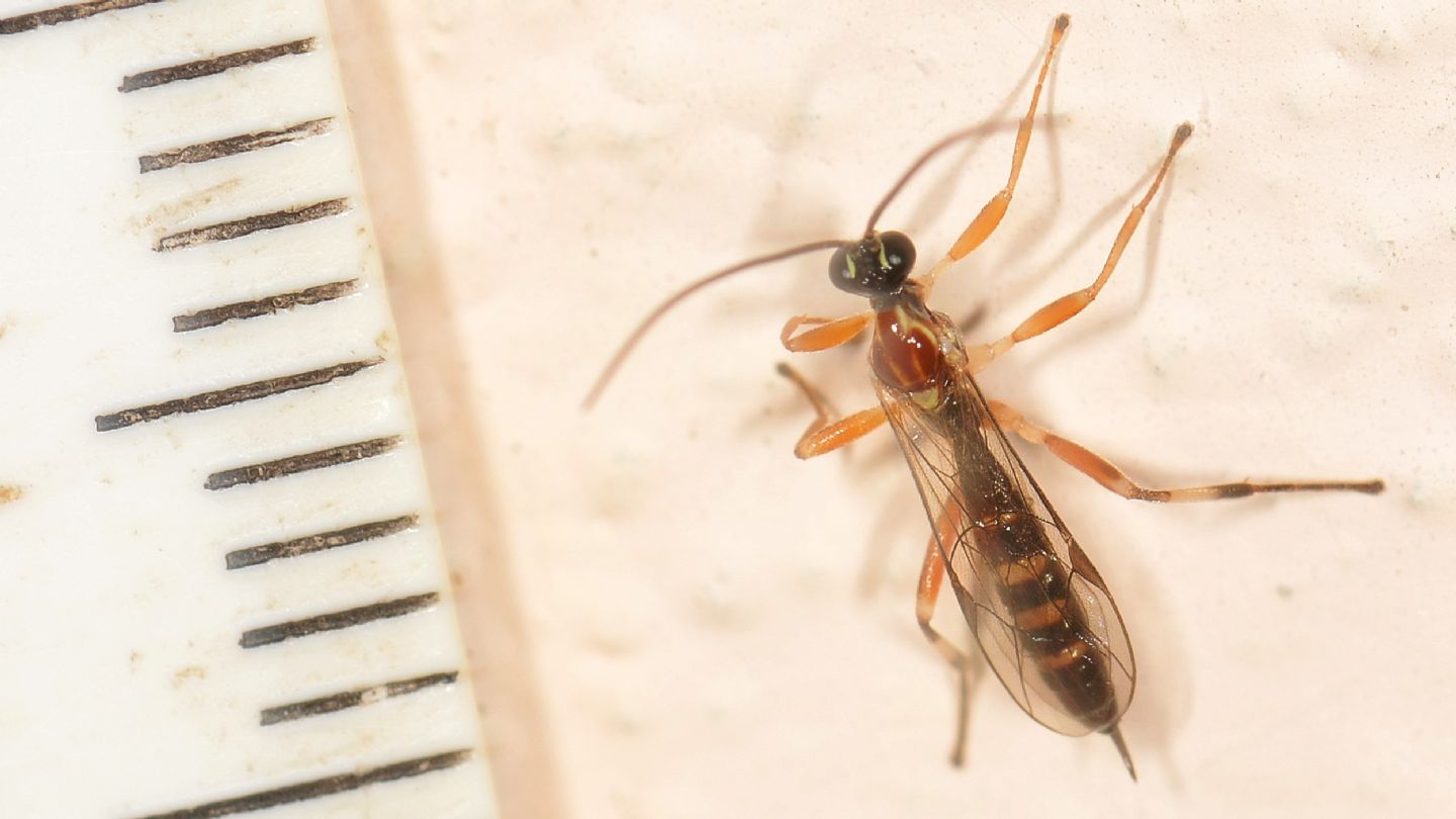 Ichneumonidae ?  S, Zatypota sp.