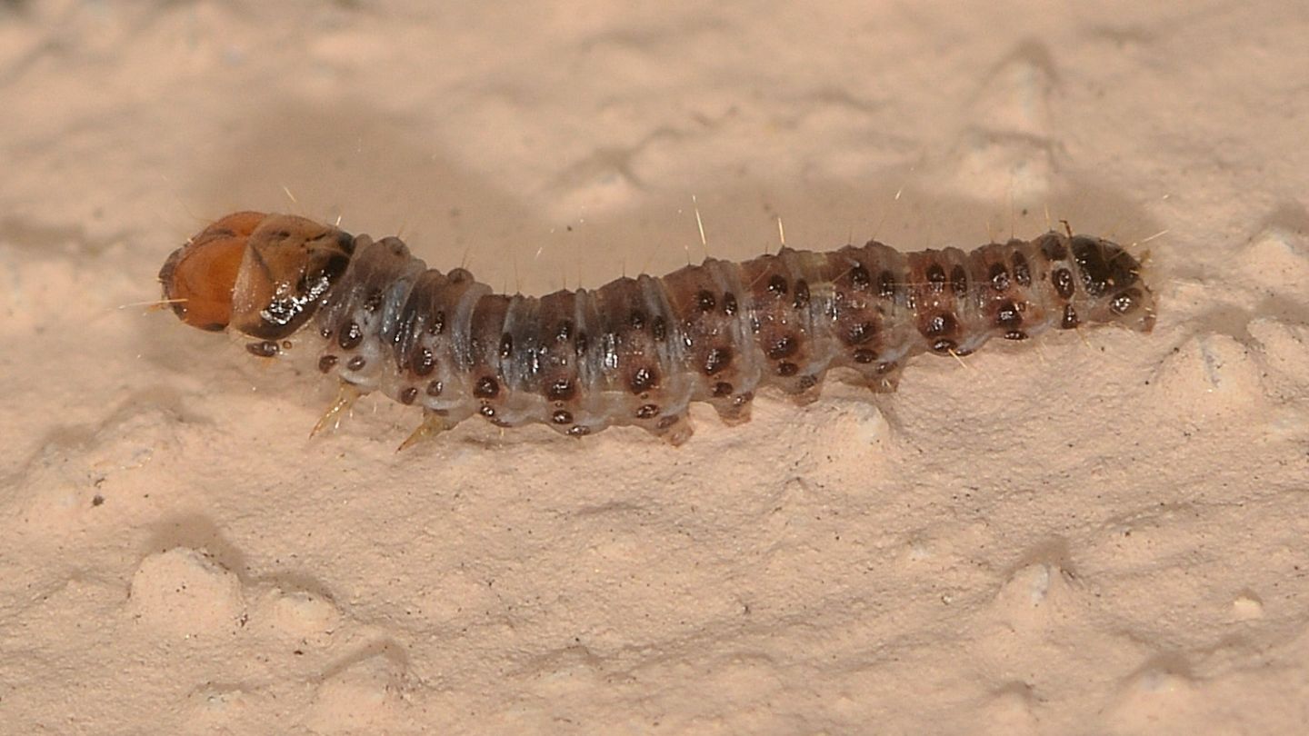 Larva da id