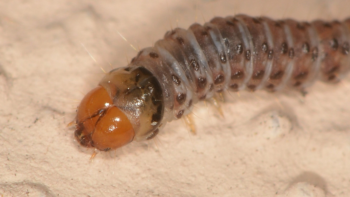 Larva da id