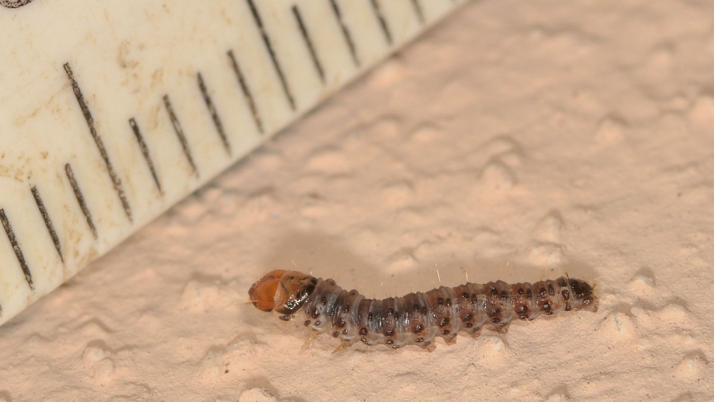 Larva da id