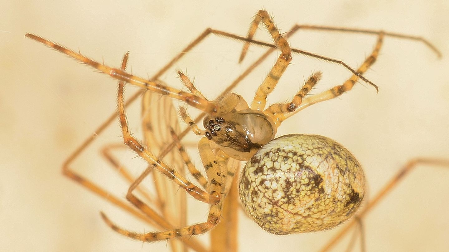 Metellina merianae  - Bannio Anzino (VCO)