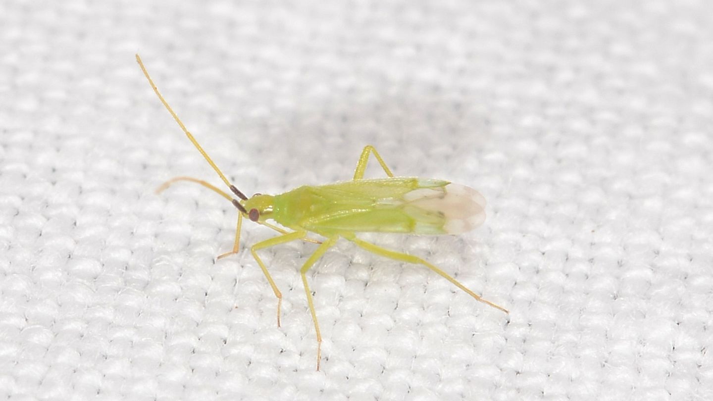 Miridae: Macrolophus pygmaeus