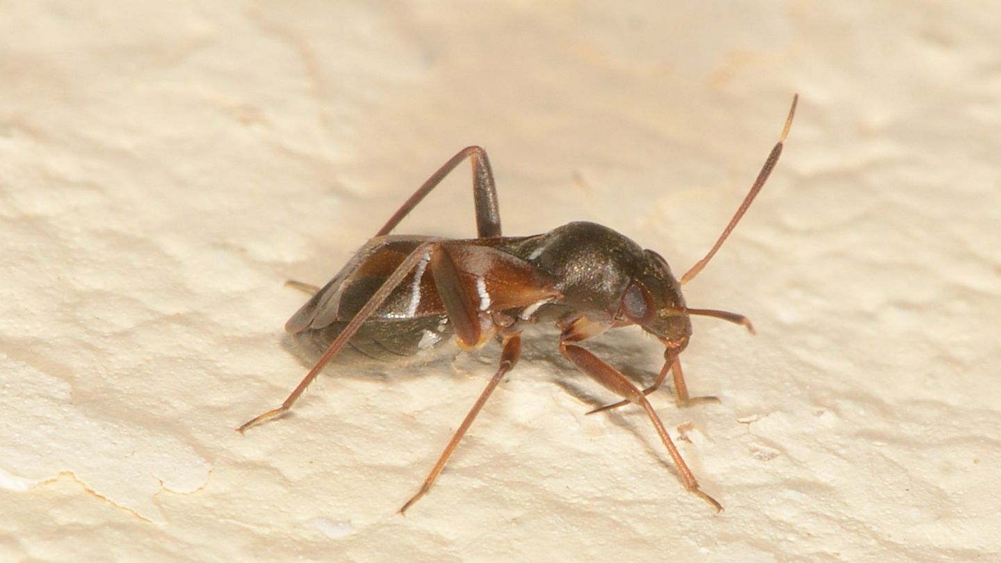 Miridae: Pilophorus ?  Pilophorus perplexus