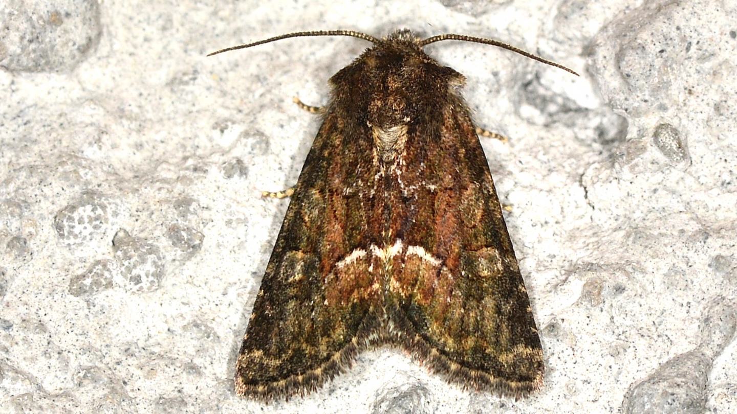 Noctuidae: Oligia versicolor