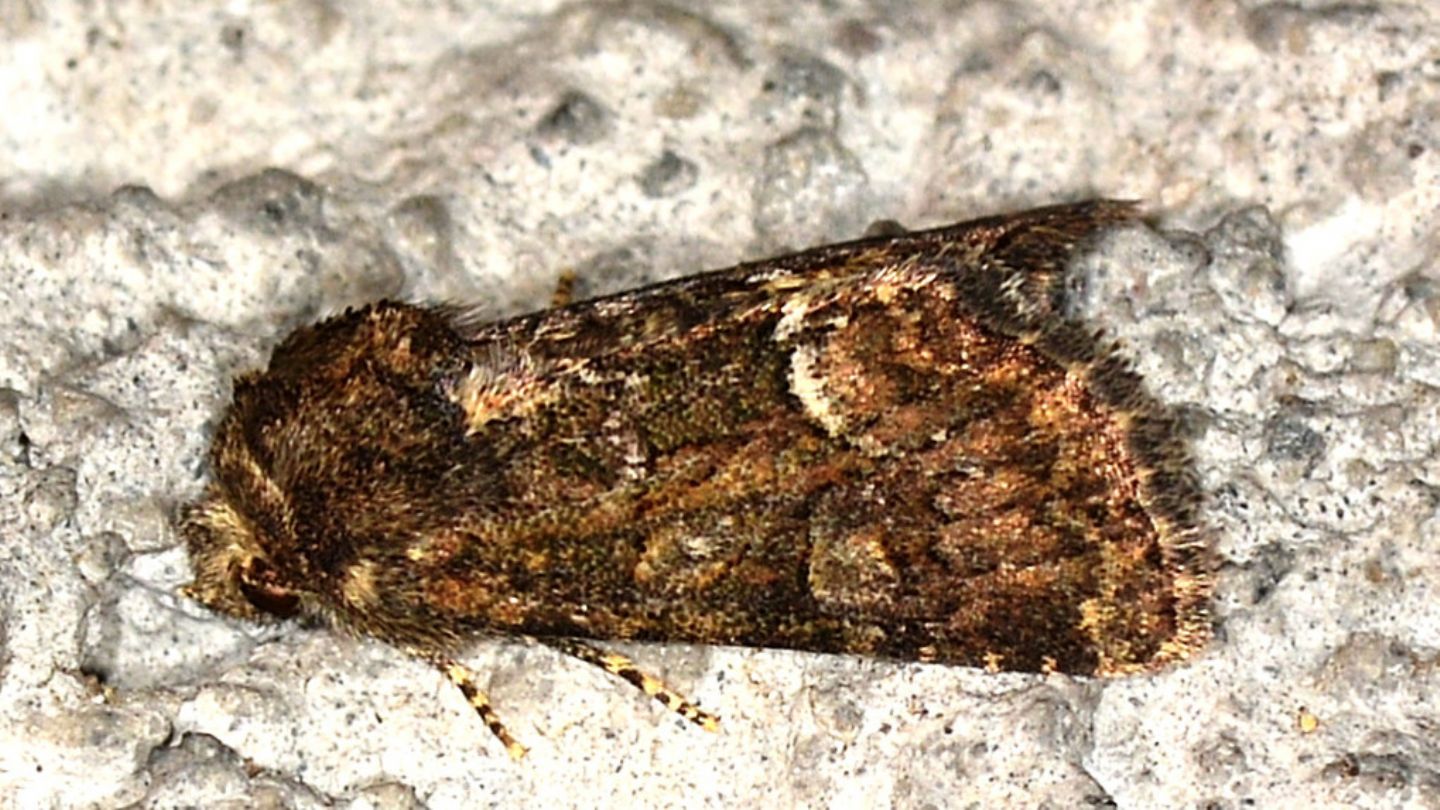 Noctuidae: Oligia versicolor